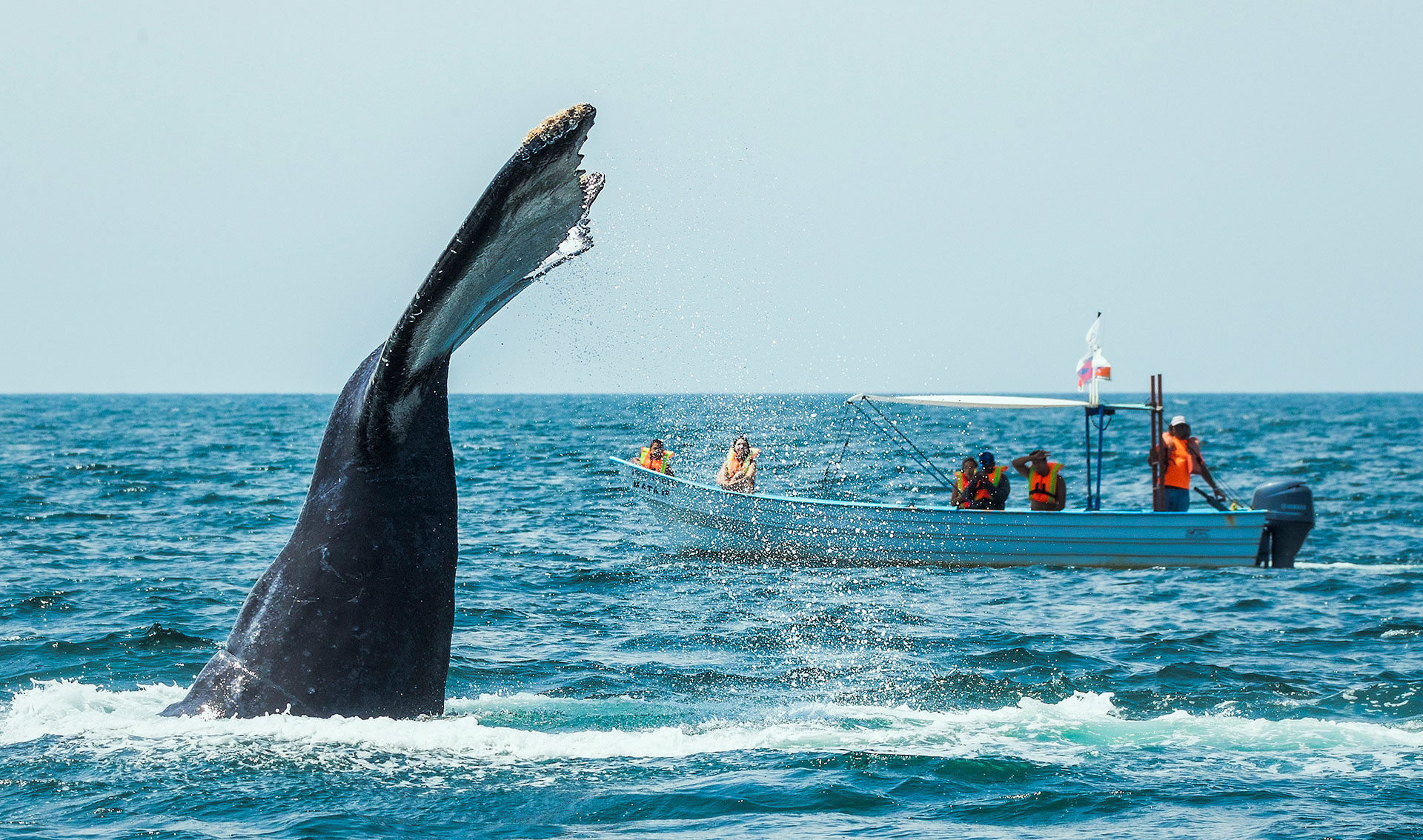 Observación de Ballenas